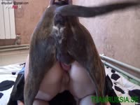 Big ass chick got fucked in dog anal sex